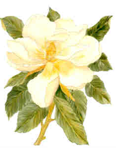 decoluc-peintre sur porcelaine-magnolia